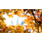 WTFirm-6a30ccba-91aa-11e9-91ee-1e00a1018701