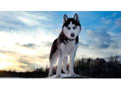 test1
